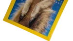 Meerkats Stand Tall – National Geographic Magazine / 2002 - Image 3