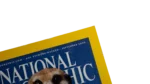 Meerkats Stand Tall – National Geographic Magazine / 2002 - Image 4