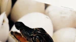 Saving Energy: It Starts at Home – National Geographic Magazine 2009 - Image 5